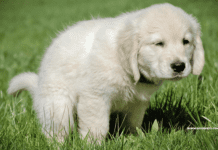 Most Common Dog Potty Problems and Solutions Most Common Dog Potty Problems and Solutions