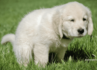 Most Common Dog Potty Problems and Solutions