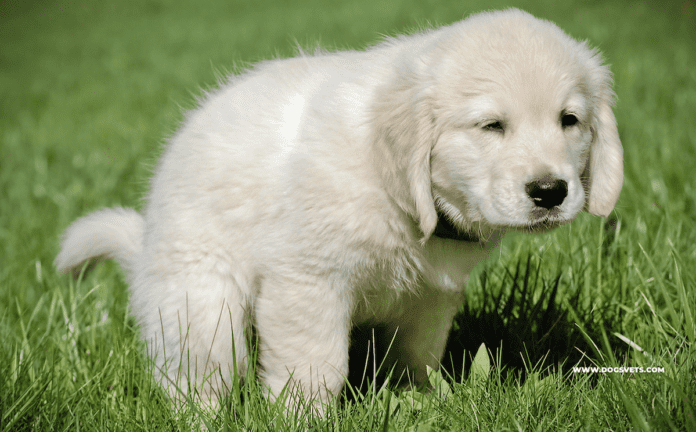 Most Common Dog Potty Problems and Solutions