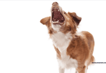 Which Dog Has the Strongest Bite Force? – Top 5 Dog Breeds Which Dog Has the Strongest Bite Force? - Top 5 Dog Breeds