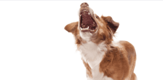 Which Dog Has the Strongest Bite Force? – Top 5 Dog Breeds Which Dog Has the Strongest Bite Force? - Top 5 Dog Breeds