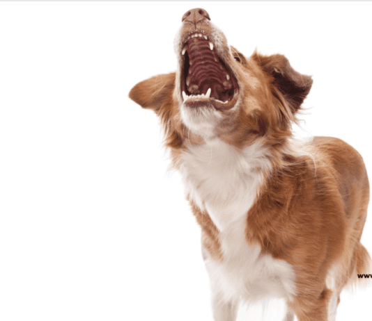 Which Dog Has the Strongest Bite Force? – Top 5 Dog Breeds Which Dog Has the Strongest Bite Force? - Top 5 Dog Breeds