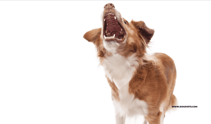 Which Dog Has the Strongest Bite Force? - Top 5 Dog Breeds