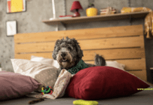 Home Remedies for Dog Scooting – 11 Things to Know Home Remedies for Dog Scooting - 11 Things to Know