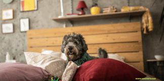 Home Remedies for Dog Scooting – 11 Things to Know Home Remedies for Dog Scooting - 11 Things to Know