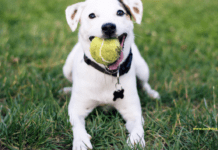 13 Top Dog Breeds That Likes to Play: Characteristics, Height and Health 13 Top Dog Breeds That Like to Play: Characteristics, Height and Health