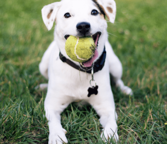 13 Top Dog Breeds That Likes to Play: Characteristics, Height and Health 13 Top Dog Breeds That Like to Play: Characteristics, Height and Health