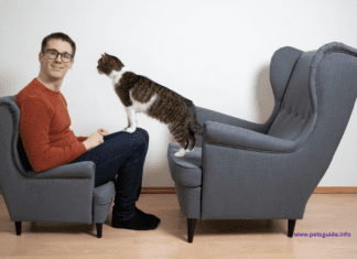 How to Find the Best Cat Advisor: Factors to Consider?