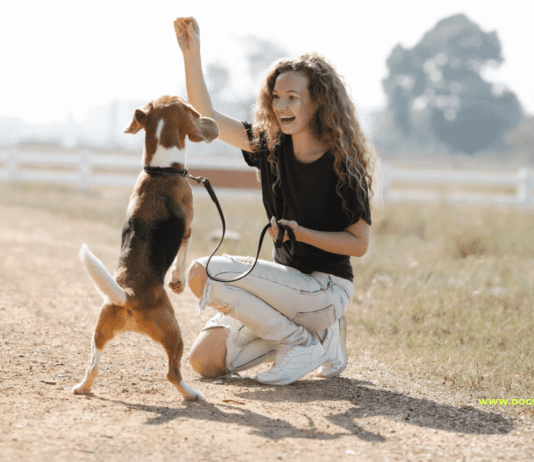 27 Common Dog Training Mistakes and How to Avoid Them 27 Common Dog Training Mistakes and How to Avoid Them