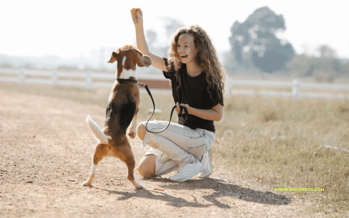 27 Common Dog Training Mistakes and How to Avoid Them
