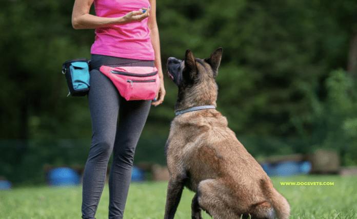 27 Common Dog Training Mistakes and How to Avoid Them