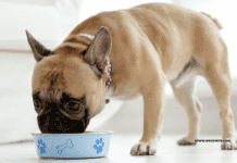 Критерии выбора сухого корма для собаки Критерии выбора сухого корма для собаки