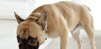 Критерии выбора сухого корма для собаки Критерии выбора сухого корма для собаки