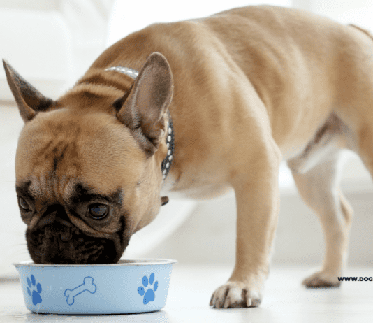 Критерии выбора сухого корма для собаки Критерии выбора сухого корма для собаки