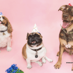 Ways to Celebrate Your Dog's Birthday