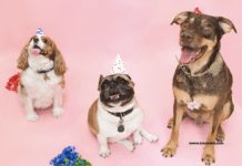 13 Simple Ways to Celebrate Your Dog’s Birthday Ways to Celebrate Your Dog's Birthday
