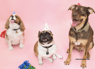 13 Simple Ways to Celebrate Your Dog’s Birthday Ways to Celebrate Your Dog's Birthday
