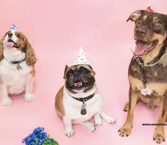 13 Simple Ways to Celebrate Your Dog’s Birthday Ways to Celebrate Your Dog's Birthday