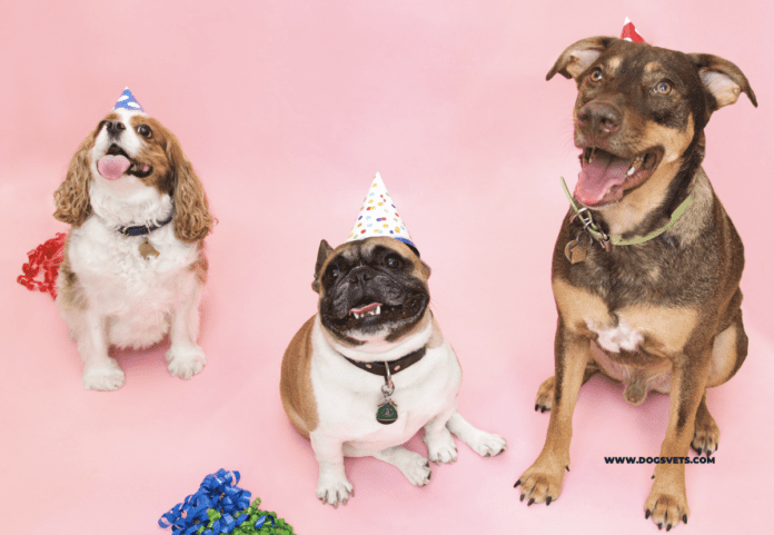 庆祝狗狗生日的方法