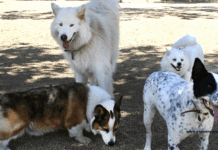 Top 5 Pet-Friendly National Parks for Your Next Adventure! Top 5 Pet-Friendly National Parks to Explore - Unleash Your Adventure