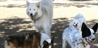 Top 5 Pet-Friendly National Parks for Your Next Adventure! Top 5 Pet-Friendly National Parks to Explore - Unleash Your Adventure