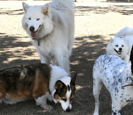 Top 5 Pet-Friendly National Parks for Your Next Adventure! Top 5 Pet-Friendly National Parks to Explore - Unleash Your Adventure