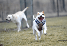 The Top 13 Dog-Friendly Destinations in the World The Top 13 Dog-Friendly Destinations in the World