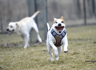 The Top 13 Dog-Friendly Destinations in the World The Top 13 Dog-Friendly Destinations in the World