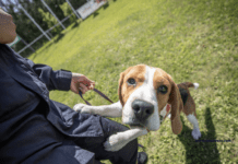 What Are the Benefits of Adopting a Rescue Dog? What Are the Benefits of Adopting a Rescue Dog?