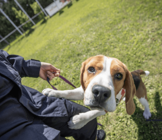 What Are the Benefits of Adopting a Rescue Dog? What Are the Benefits of Adopting a Rescue Dog?