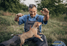 How to Start a Lucrative Career in Dog Product Wholesaling and Affiliate Marketing How to Start a Lucrative Career in Dog Product Wholesaling and Affiliate Marketing