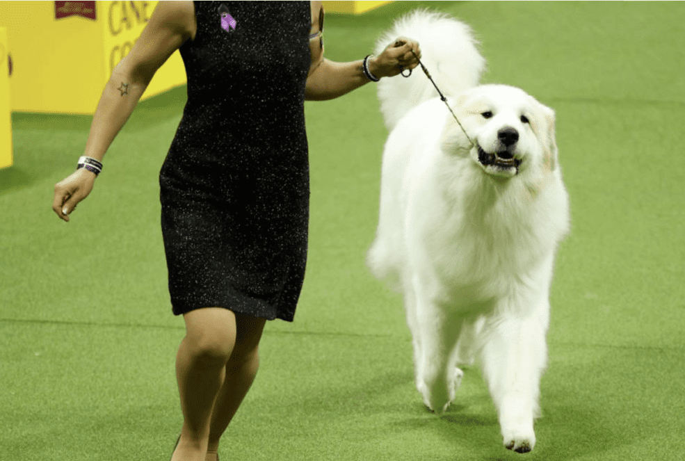 The Westminster Dog Show