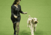 Westminster Dog Show: Highlights, Winners Westminster Dog Show: Highlights, Winners
