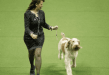 Westminster Dog Show: Highlights, Winners Westminster Dog Show: Highlights, Winners