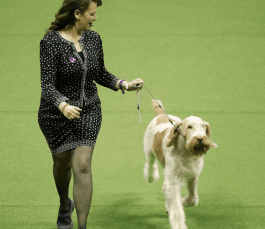 Westminster Dog Show: Highlights, Winners Westminster Dog Show: Highlights, Winners
