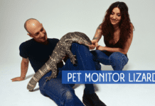 How to Care for a Pet Monitor Lizard How to Care for a Pet Monitor Lizard