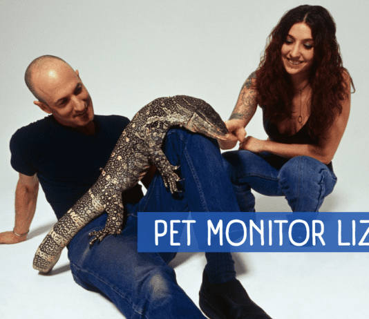 How to Care for a Pet Monitor Lizard How to Care for a Pet Monitor Lizard