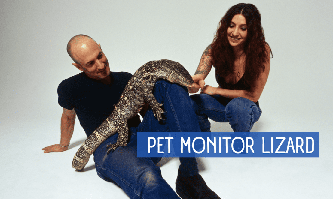 How to Care for a Pet Monitor Lizard