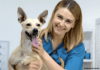 Blastomycosis in Dogs: Everything you need to know Blastomycosis in Dogs: An Exhaustive Guide