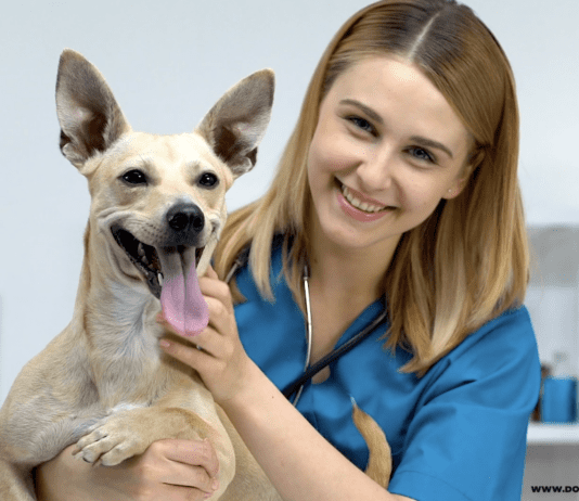 Blastomycosis in Dogs: Everything you need to know Blastomycosis in Dogs: An Exhaustive Guide