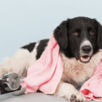 Do Dogs Sweat? Understanding Canine Thermoregulation Do Dogs Sweat? Understanding Canine Thermoregulation