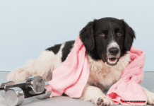 Do Dogs Sweat? Understanding Canine Thermoregulation Do Dogs Sweat? Understanding Canine Thermoregulation