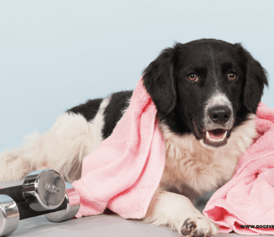 Do Dogs Sweat? Understanding Canine Thermoregulation Do Dogs Sweat? Understanding Canine Thermoregulation