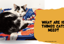 What Are 10 Things Cats Need? What Are 10 Things Cats Need?