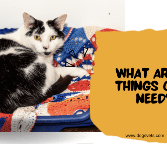 What Are 10 Things Cats Need? What Are 10 Things Cats Need?