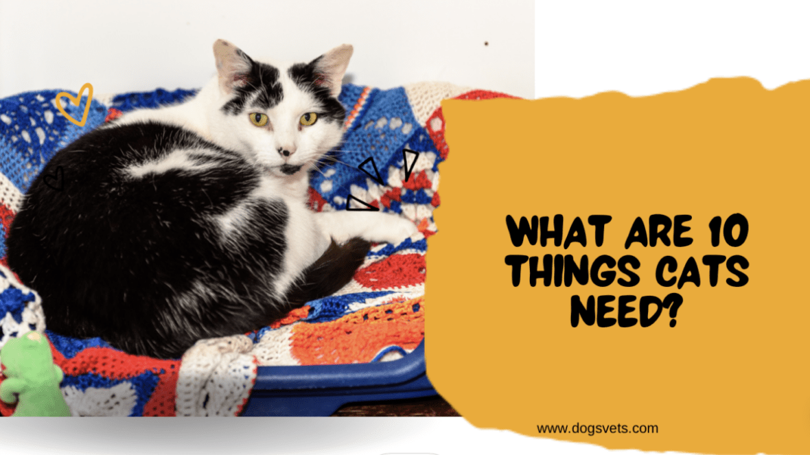 What Are 10 Things Cats Need?