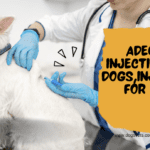 A Comprehensive Guide to Adequan Injections for Dogs