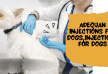 Adequan Injections for Dogs – A Comprehensive Guide A Comprehensive Guide to Adequan Injections for Dogs