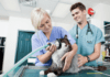 How Do I Reduce No-Shows at My Vet Clinic?