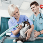 How Do I Reduce No-Shows at My Vet Clinic? How Do I Reduce No-Shows at My Vet Clinic?